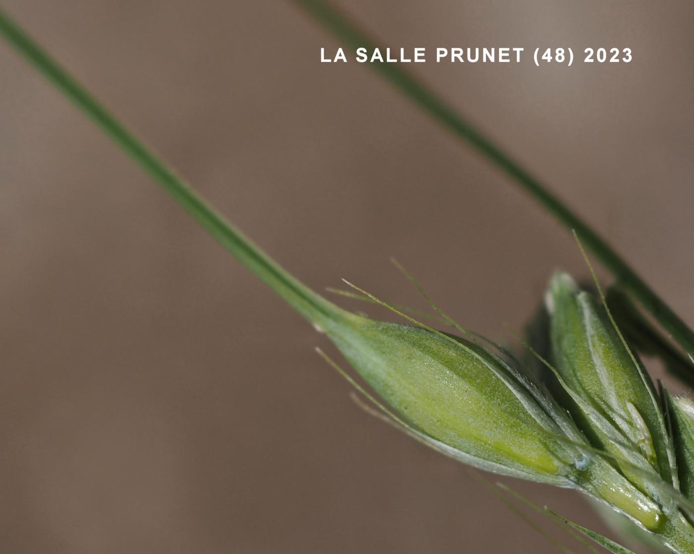 Barley, Spring flower